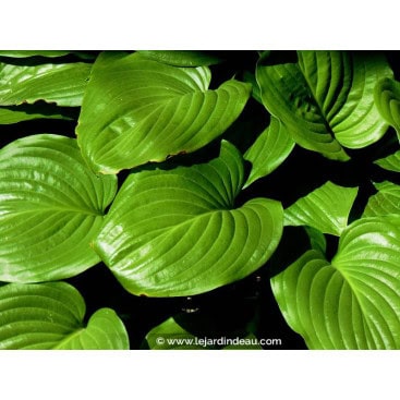 HOSTA ventricosa - Hosta, Funkia, Lis plantain