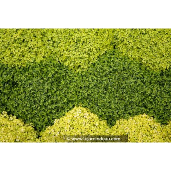 SOLEIROLIA soleirolii 'Aurea'