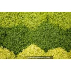 SOLEIROLIA soleirolii 'Aurea' SOLEIROLIA soleirolii 'Aurea'