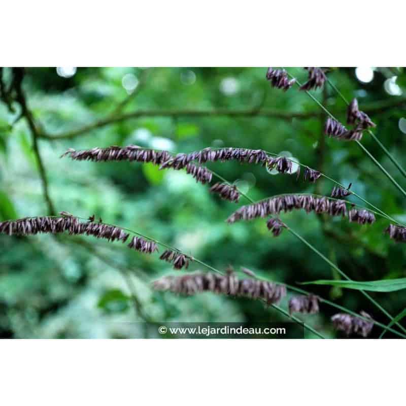 MELICA altissima 'Atropurpurea' MELICA altissima 'Atropurpurea'