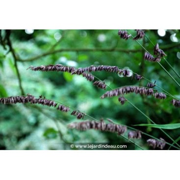 MELICA altissima \'Atropurpurea\' - Graminée