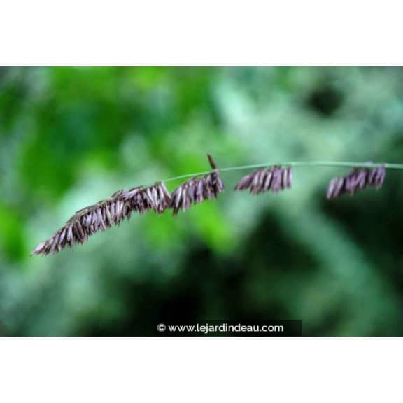 MELICA altissima 'Atropurpurea'
