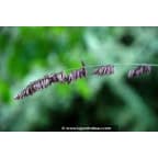 MELICA altissima 'Atropurpurea' MELICA altissima 'Atropurpurea'