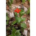 MIMULUS cardinalis MIMULUS cardinalis