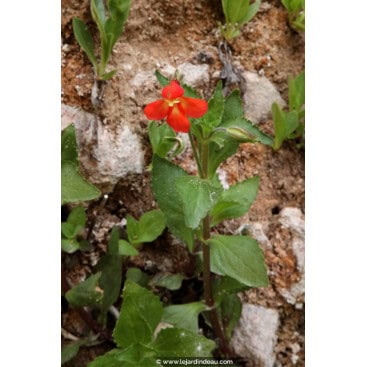 MIMULUS cardinalis - Mimule cardinale