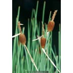 TYPHA minima TYPHA minima