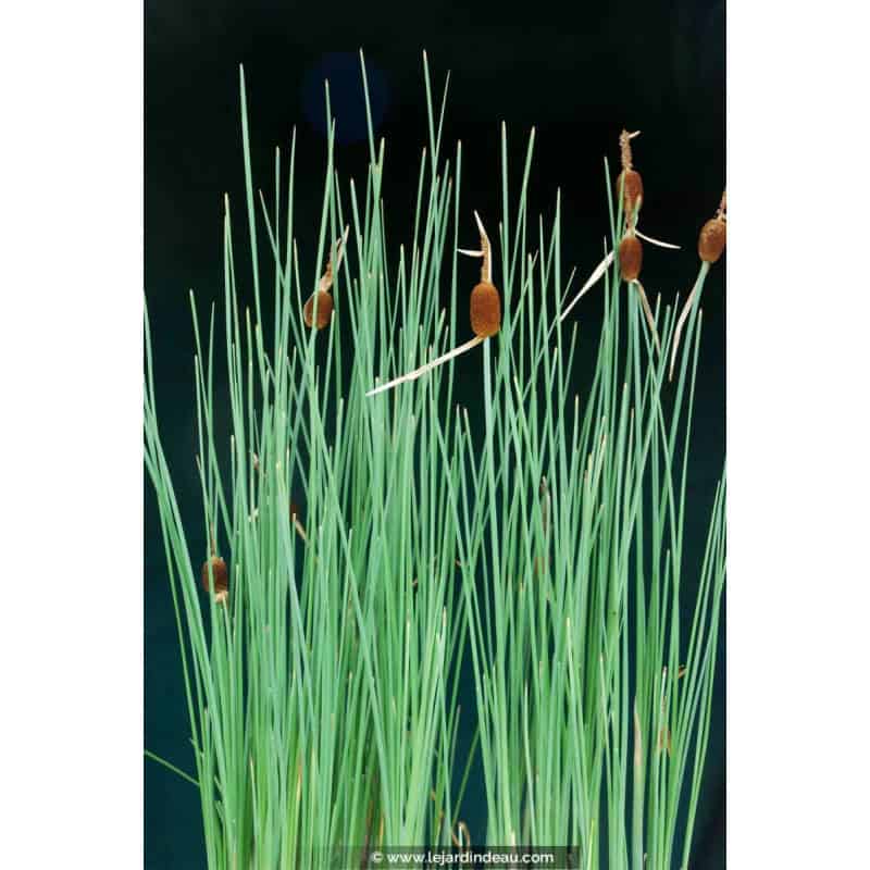 TYPHA minima TYPHA minima