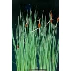 TYPHA minima TYPHA minima