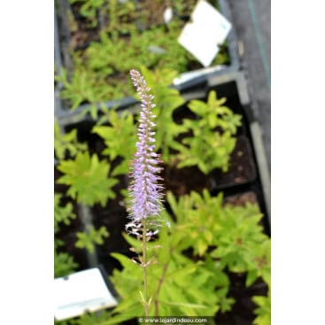 VERONICASTRUM virginicum f. roseum - Véronique de Virginie / Traubenveronika / Culver\'s root