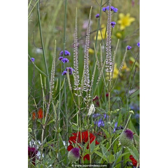 VERONICASTRUM virginicum f. roseum