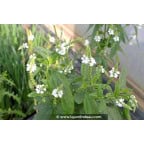 VERBENA hastata 'Alba' VERBENA hastata 'Alba'