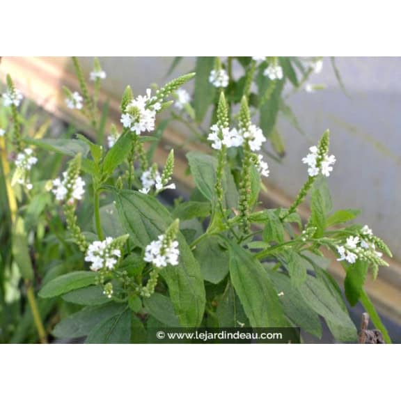 VERBENA hastata 'Alba'