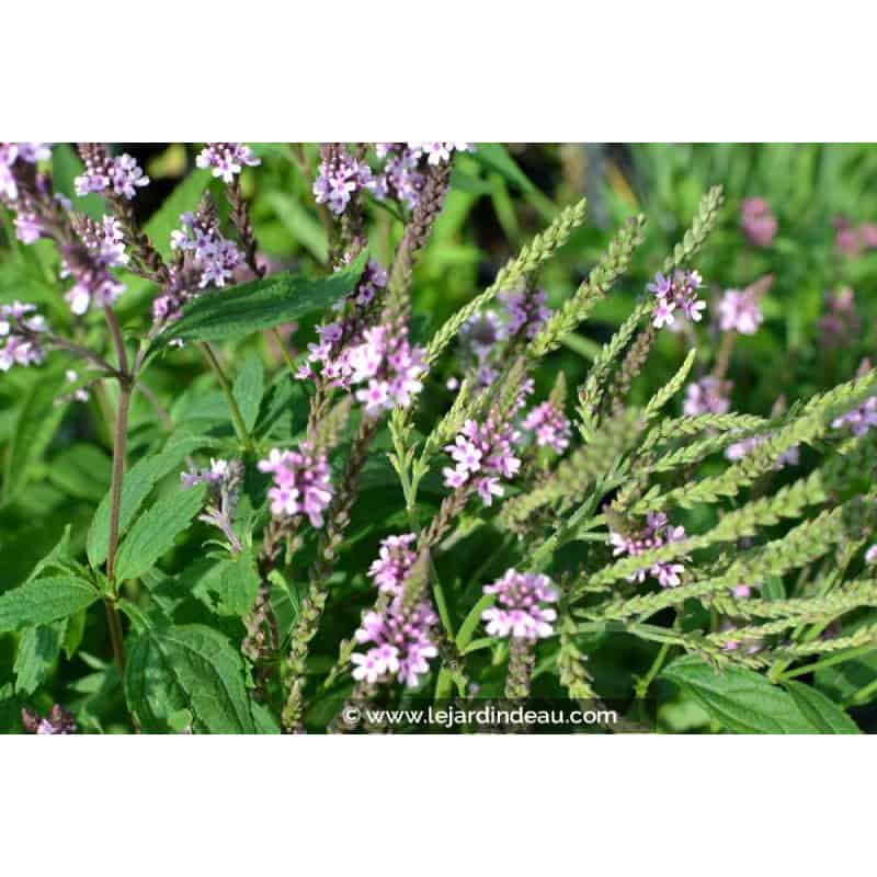 VERBENA hastata 'Rosea' VERBENA hastata 'Rosea'
