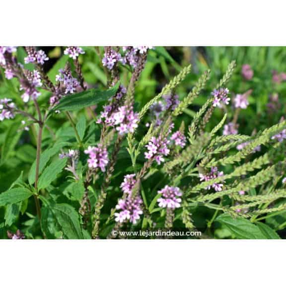 VERBENA hastata 'Rosea'