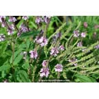 VERBENA hastata 'Rosea' VERBENA hastata 'Rosea'