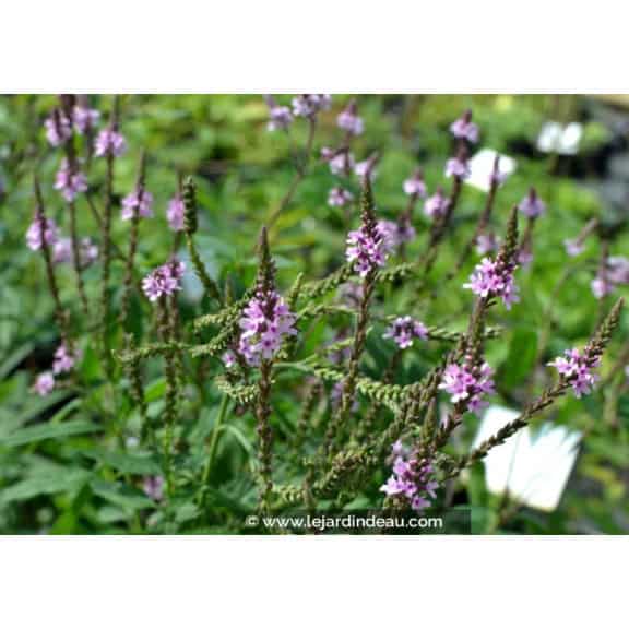 VERBENA hastata 'Rosea'