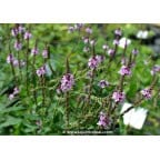 VERBENA hastata 'Rosea' VERBENA hastata 'Rosea'