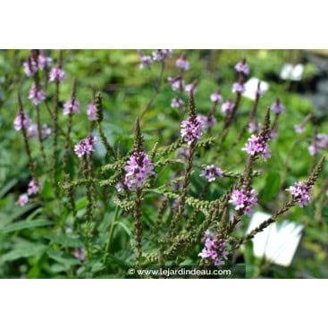 VERBENA hastata \'Rosea\' - Verveine Rose