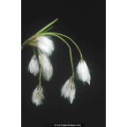 ERIOPHORUM latifolium ERIOPHORUM latifolium