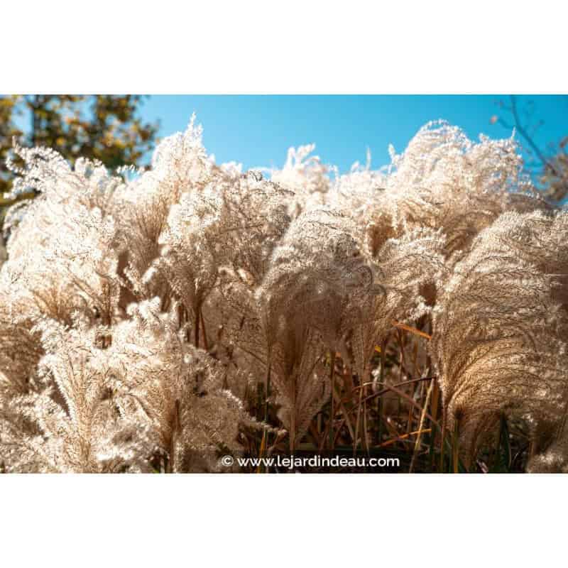MISCANTHUS sinensis 'Kleine Silberspinne' MISCANTHUS sinensis 'Kleine Silberspinne'