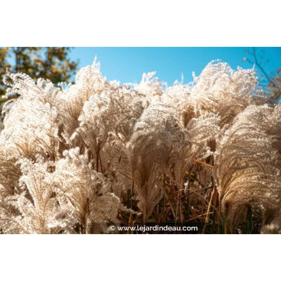 MISCANTHUS sinensis 'Kleine Silberspinne'