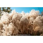 MISCANTHUS sinensis 'Kleine Silberspinne' MISCANTHUS sinensis 'Kleine Silberspinne'
