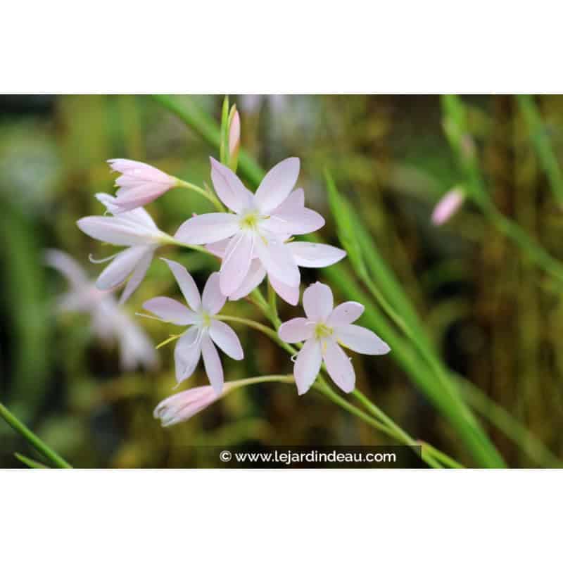 SCHIZOSTYLIS coccinea 'Pink Princess' SCHIZOSTYLIS coccinea 'Pink Princess'