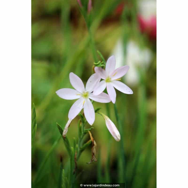SCHIZOSTYLIS coccinea 'Pink Princess' SCHIZOSTYLIS coccinea 'Pink Princess'
