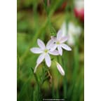 SCHIZOSTYLIS coccinea 'Pink Princess' SCHIZOSTYLIS coccinea 'Pink Princess'