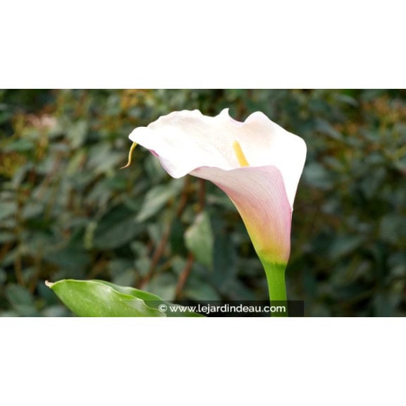 ZANTEDESCHIA aethiopica 'Flamingo'