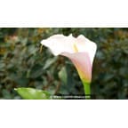 ZANTEDESCHIA aethiopica 'Flamingo' ZANTEDESCHIA aethiopica 'Flamingo'