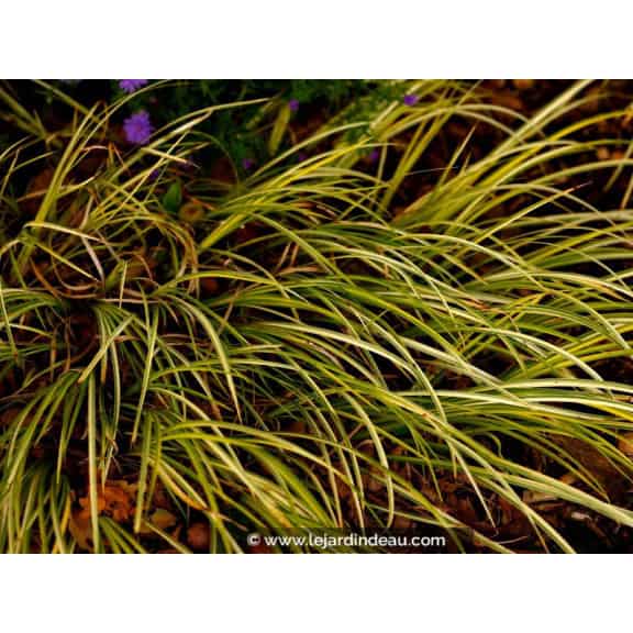 ACORUS gramineus 'Ogon'