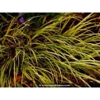 ACORUS gramineus 'Ogon' ACORUS gramineus 'Ogon'