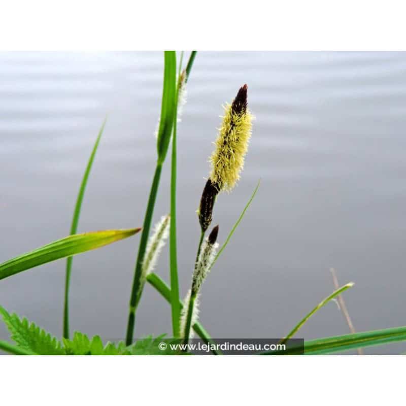 CAREX acuta CAREX acuta