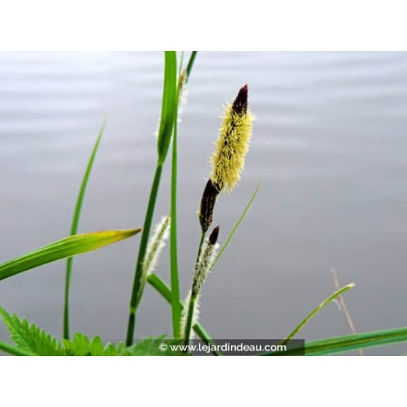 CAREX acuta