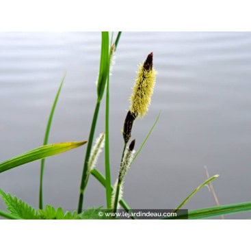 CAREX acuta - la&icirc;che