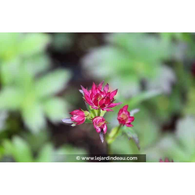 ASTRANTIA major 'Ruby Wedding' ASTRANTIA major 'Ruby Wedding'