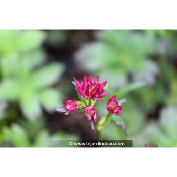 ASTRANTIA major 'Ruby Wedding'