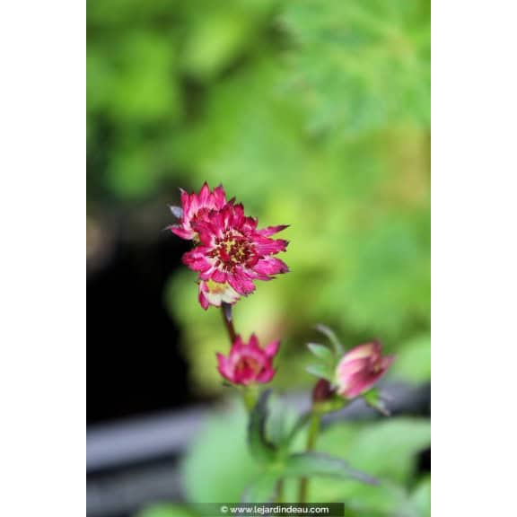 ASTRANTIA major 'Ruby Wedding'