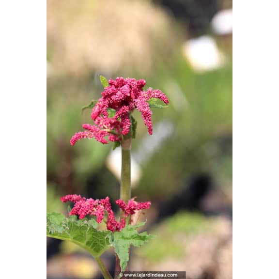 RHEUM palmatum var. tanguticum