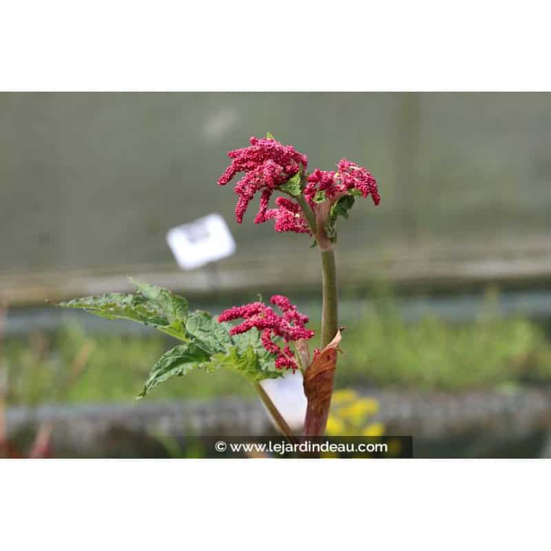 RHEUM palmatum var. tanguticum RHEUM palmatum var. tanguticum