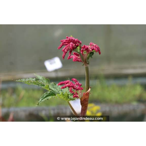 RHEUM palmatum var. tanguticum