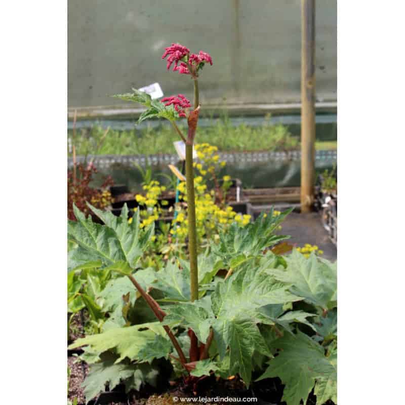 RHEUM palmatum var. tanguticum RHEUM palmatum var. tanguticum