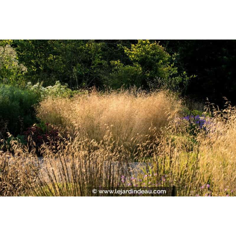 DESCHAMPSIA cespitosa 'Goldtau' DESCHAMPSIA cespitosa 'Goldtau'