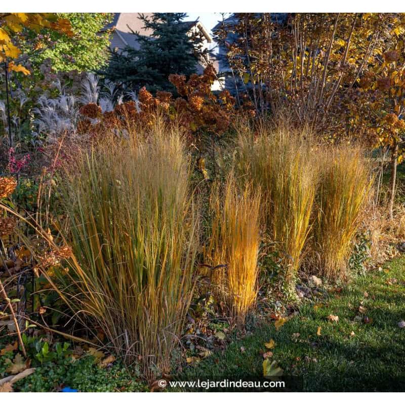 PANICUM virgatum 'Northwind' PANICUM virgatum 'Northwind'