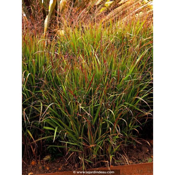PANICUM virgatum 'Shenandoah'