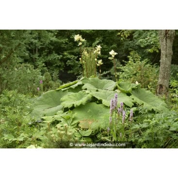 ASTILBOIDES tabularis - Astilboides tabularis