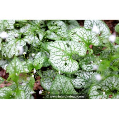 BRUNNERA macrophylla \'Mr Morse\'® - Myosotis du Caucase \'Mr Morse\'®