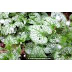 BRUNNERA macrophylla 'Mr Morse'® BRUNNERA macrophylla 'Mr Morse'®