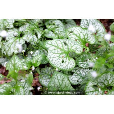 BRUNNERA macrophylla \'Mr Morse\'® - Myosotis du Caucase \'Mr Morse\'®